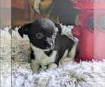 Small #1 Chihuahua Mix
