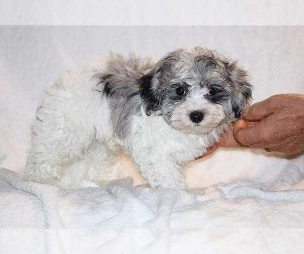 Medium Photo #17 ShihPoo Puppy For Sale in DYERSBURG, TN, USA