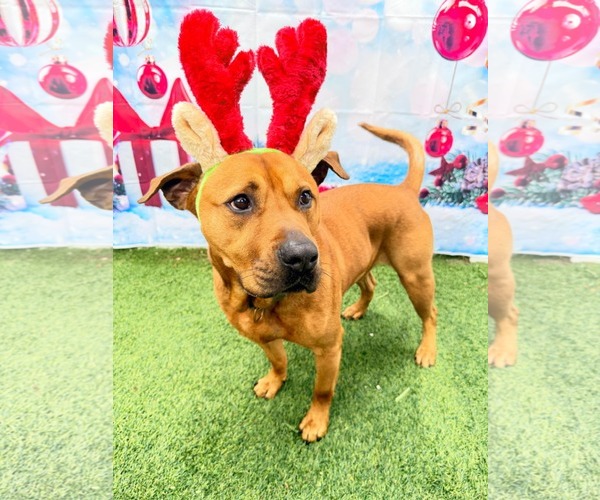 Medium Photo #6 Labrador Retriever-Unknown Mix Puppy For Sale in Pompano Beach , FL, USA