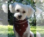 Small Maltese