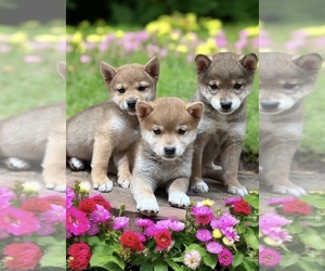 Shiba Inu Puppy for sale in EASTVALE, CA, USA