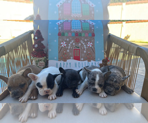 French Bulldog Puppy for Sale in MORENO VALLEY, California USA