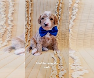 Bernedoodle (Miniature) Puppy for sale in ELKHART, IA, USA