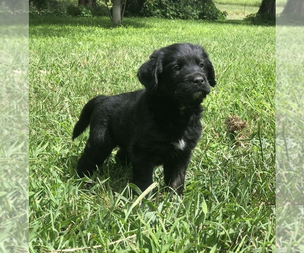 Medium Photo #2 Labradoodle Puppy For Sale in WAVERLY, IA, USA