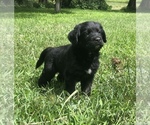 Small Photo #2 Labradoodle Puppy For Sale in WAVERLY, IA, USA