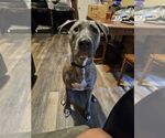 Small #7 Great Dane Mix