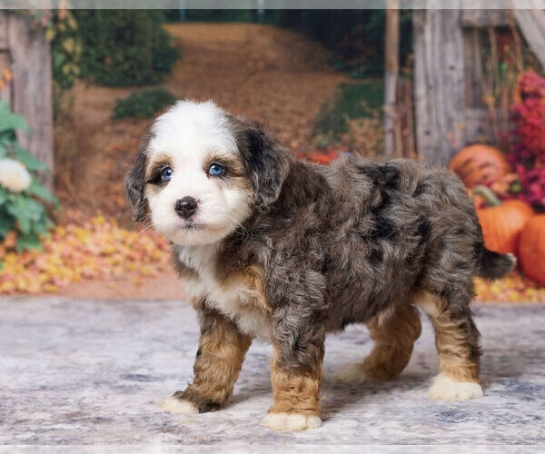 Medium Photo #5 Bernedoodle (Miniature) Puppy For Sale in DUNDEE, OH, USA