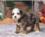Kobe - Male Bernedoodle (Miniature) Puppy for Sale - Photo #5