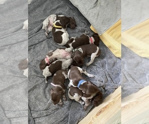 German Shorthaired Pointer Puppy for sale in LOCUST, NC, USA