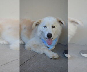 Great Pyrenees-Unknown Mix Dogs for adoption in McKinney, TX, USA