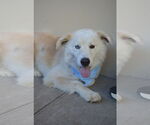 Small Great Pyrenees Mix