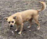 Small Photo #5 Mutt Puppy For Sale in pomfret, CT, USA