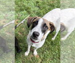 Small #8 Rat Terrier Mix