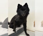 Small #3 Pomeranian