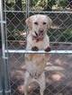 Small Photo #1 Labrador Retriever Puppy For Sale in WINDER, GA, USA