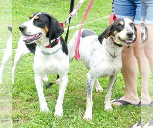 Daisy May - Sponsored! - Female Treeing Walker Coonhound Dog for Adoption - Photo #8