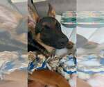 Small #7 German Shepherd Dog
