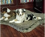 Small Australian Shepherd