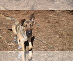 Small #12 German Shepherd Dog