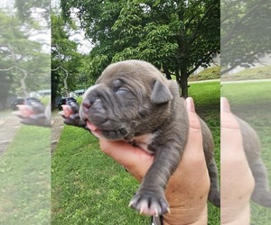 Medium American Bully