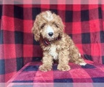 Small #1 Cavapoo