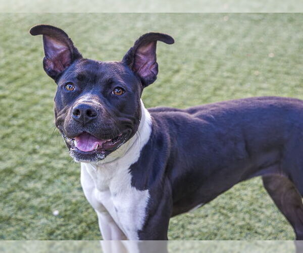 Medium Photo #2 American Pit Bull Terrier-Unknown Mix Puppy For Sale in Pasadena, CA, USA