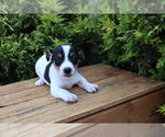 Small #2 Jack Russell Terrier
