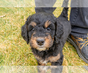 Bernedoodle (Miniature) Puppy for sale in ROY, UT, USA