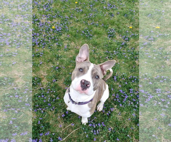 Medium Photo #1 American Pit Bull Terrier-Unknown Mix Puppy For Sale in Germantown, OH, USA