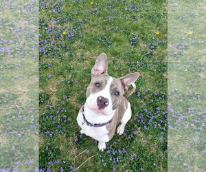 American Pit Bull Terrier-Unknown Mix Dogs for adoption in Germantown, OH, USA