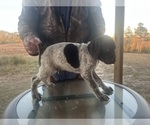 Small #4 German Shorthaired Pointer