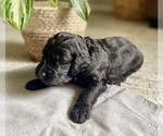 Small #2 Goldendoodle