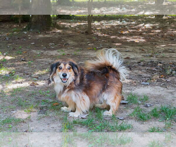 Medium Photo #2 Doxle Puppy For Sale in Lewistown, PA, USA
