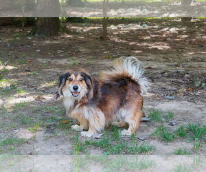Moko - Male Doxle Dog for Adoption - Photo #2
