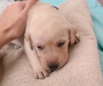 Puppy Ember Labrador Retriever