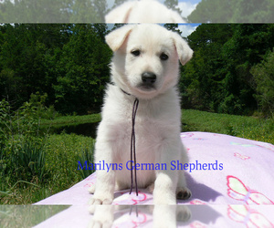 German Shepherd Dog Puppy for Sale in PIEDMONT, Missouri USA