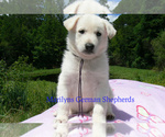 Small German Shepherd Dog