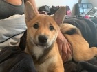 Small Photo #3 Shiba Inu Puppy For Sale in GLENARDEN, MD, USA