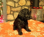 Small Photo #1 Labradoodle Puppy For Sale in BROKEN BOW, OK, USA