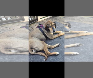 Lily - Female Pharaoh Hound-Unknown Mix Dog for Adoption - Photo #4