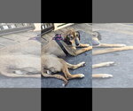 Small #3 Pharaoh Hound Mix
