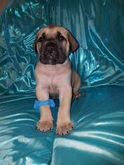 Daniff Puppy for sale in BYRON, MI, USA