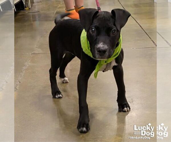 Medium Photo #1 Labrador Retriever-Retriever  Mix Puppy For Sale in Washington, DC, USA