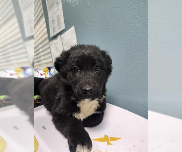 Medium Photo #1 German Shepherd Dog-Unknown Mix Puppy For Sale in Newton, NC, USA