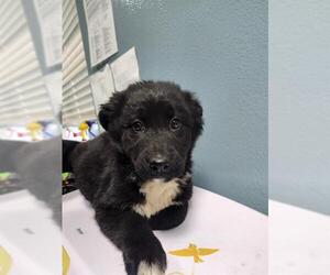 German Shepherd Dog-Unknown Mix Dogs for adoption in Newton, NC, USA