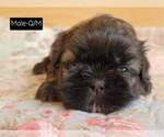 Small Photo #14 Shih Tzu Puppy For Sale in MANES, MO, USA