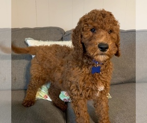 Goldendoodle Puppy for Sale in LITTLE ROCK, Arkansas USA