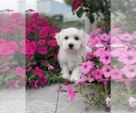Small #4 Coton de Tulear