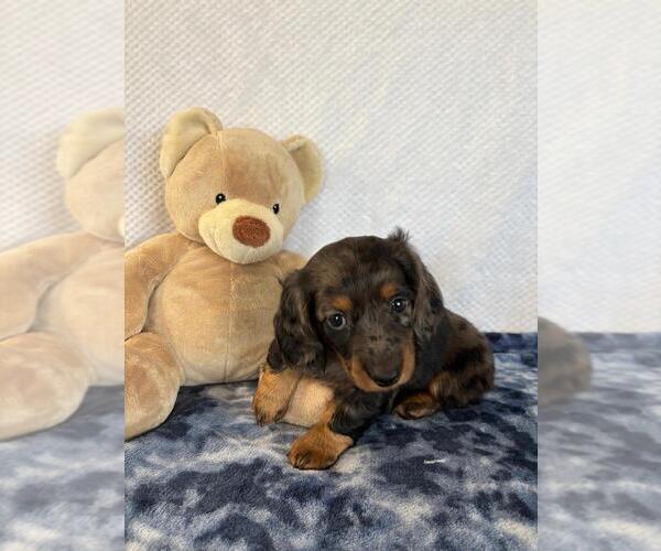 Medium Photo #1 Dachshund Puppy For Sale in LOOGOOTEE, IN, USA