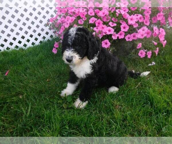 Medium Photo #3 Sheepadoodle Puppy For Sale in FREDERICKSBG, OH, USA
